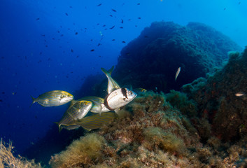 Naklejka na ściany i meble seabed with corals and macro