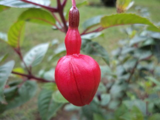 Beautiful red flower of Begonia fuchsioides plant.  