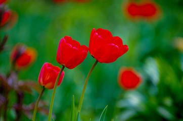 Red tulips in the garden