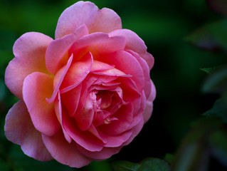 Pink roses on the bush