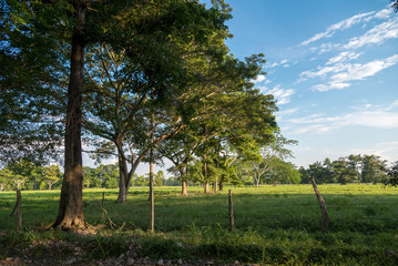 Colombian landscape with a field area with grass for cattle and leafy trees to provide shade to the animals at the hottest hours. Colombia