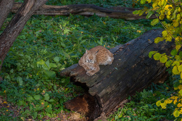 Lynx in a autumn resting on a logg in a park in Stockholm