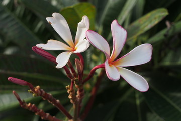 Fototapeta premium Temple tree flowers, Apocynaceae Frangipani or Plumeria 