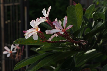 Temple tree flowers, Apocynaceae Frangipani or Plumeria 