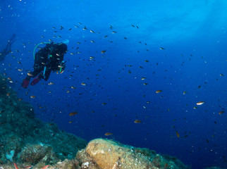 seabed with corals and macro