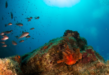 Fototapeta na wymiar seabed with corals and macro