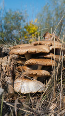 Group of mushrooms growing on an old rotten tree stump in the forest.