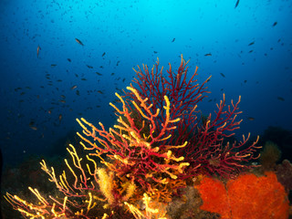 seabed with corals and macro