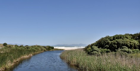 Landscape with a river and reed grass