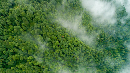 Wold forest from drone after rain with low clouds near mountines