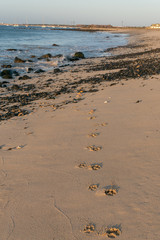 footprints on the beach