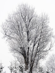 Tree covered by snow