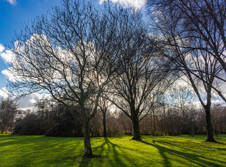 Fototapeta na wymiar At the end of the winter the low sun shines through the trees of the park and gives beautiful shadows on the grass, Zoetermeer, Netherlands 2