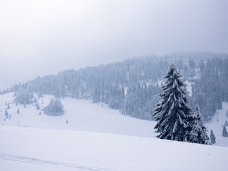 Fir tree covered by snow at winter mountains background