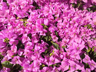 Beautiful  Bougainvillea opening under sunshine