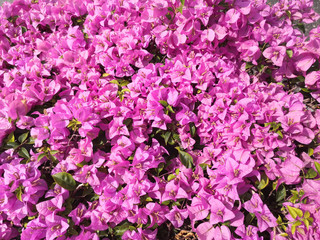 Beautiful  Bougainvillea opening under sunshine