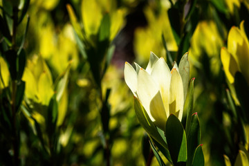 Close up of blooming Lime Magic - Leucadendron saignum -