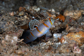 Gold-barred Shrimp Goby Amblyeleotris randalli