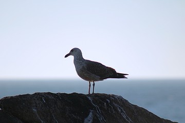 seagull on the rock