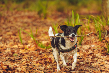 Border Jack puppy playing in a local dog park 