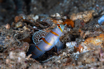 Gold-barred Shrimp Goby Amblyeleotris randalli