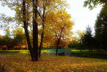 Autumn in the city Park, landscape with trees and bridge