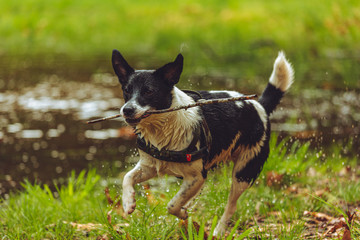 Border Jack puppy playing in a local dog park 