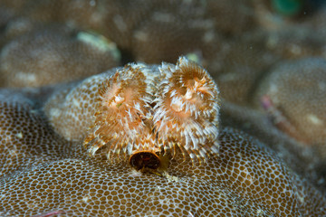 Christmas Tree Worm Spirobranchus giganteus