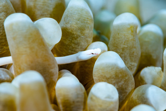 Braun's Pughead Pipefish Bulbonaricus brauni