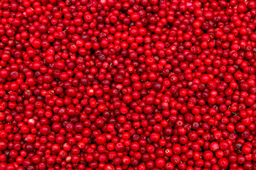 Background of ripe red lingonberry (cowberry, partridgeberry)