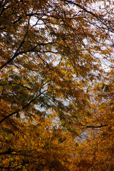 Tree in an urban environment in autumn colors