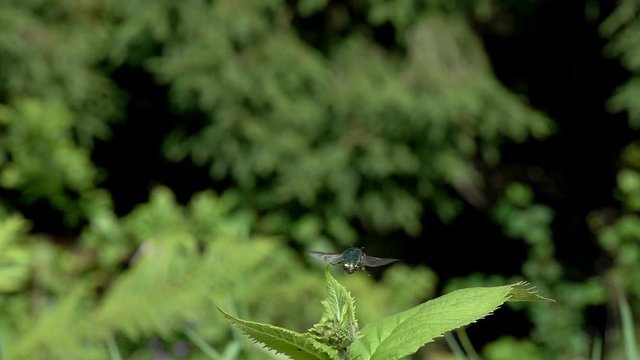 Beetle Rose chafer or Green rose chafer (Cetonia aurata, Scarabaeus auratus). Flight of the beetle. Slow motion, slowed down eight times from 240 fps to 30 fps 