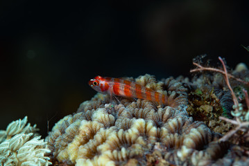 Candycane Dwarfgoby Trimma cana