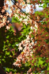 日本 秋の紅葉
