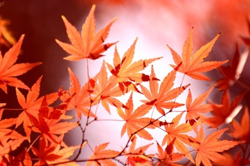 日本 秋の紅葉
