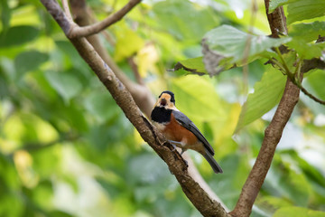 さえずるヤマガラ