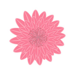 Michaelmas daisy flower illustration
