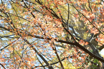 日本 東京 秋の紅葉
