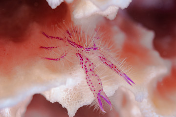 Squat Lobster Lauriea siagiani