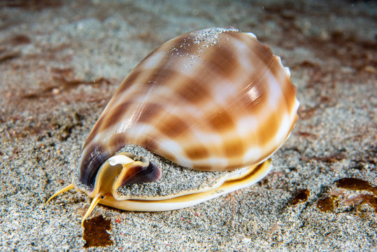 Banded bonnet snail Phalium bandatum