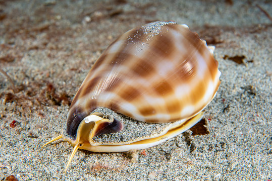 Banded bonnet snail Phalium bandatum