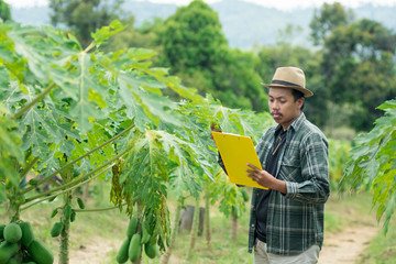portrait of young male modern farmer checking the quality of the papaya plant