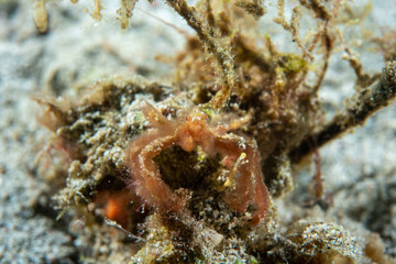 Orangutan Crab (Achaeus japonicus)