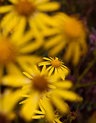 bright colors of nature