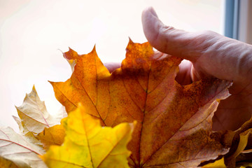 Beautiful colorful autumn maple leaves, background from autumn yellow leaves.