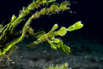 Fototapeta premium Halimeda Ghost Pipefish (Solenostomus halimeda)