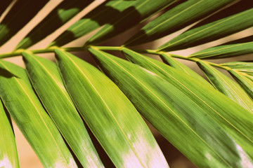 Obraz premium Palm leaf lit by the bright sun close up. Natural tropical background, retro style