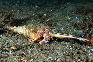 Hermit Crab