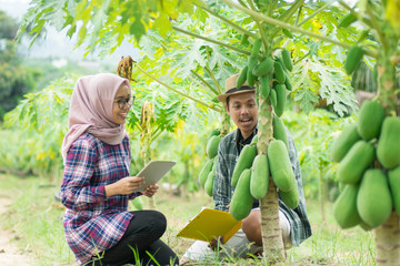 portrait of two young farmer's checking the quality of the papaya plant at the farm land