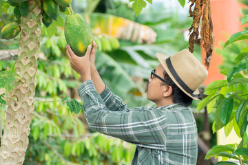 portrait of male farmer picking papaya fruit from the papaya plant